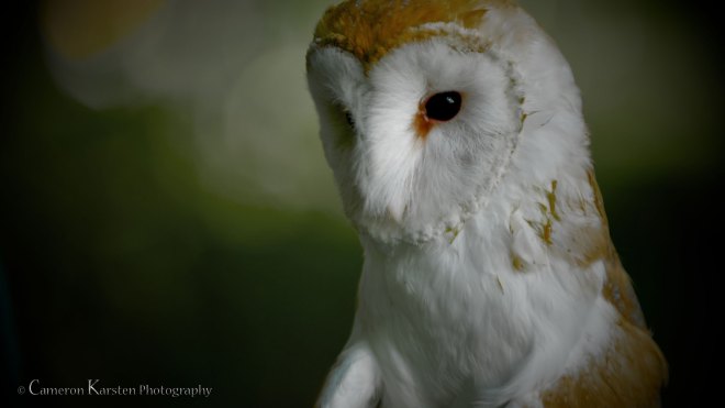 Caged-Without-Flight