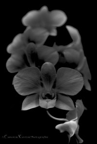 Midnight-Orchids