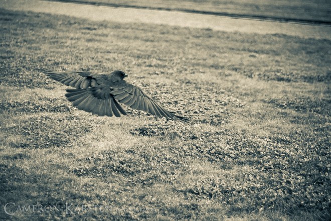 Models for wedding poses