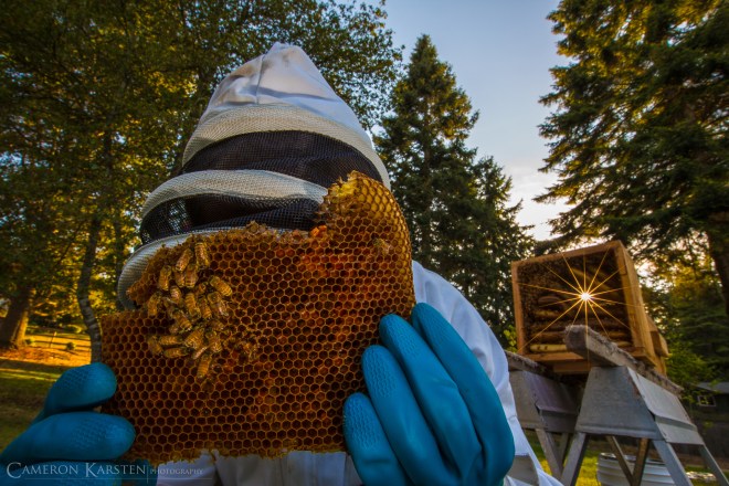 CameronKarsten_2013_BeeKeeper