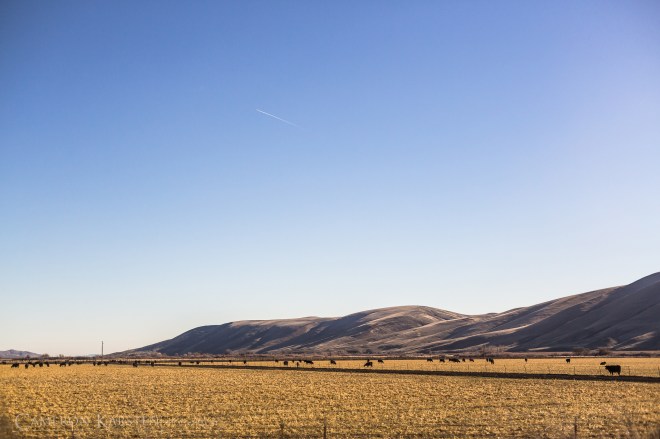 NewYearsRanch_2014_2015-156