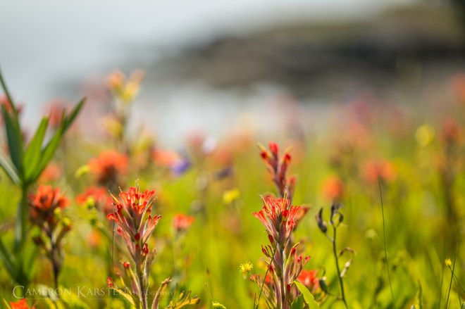 TNC_YellowIsland-259