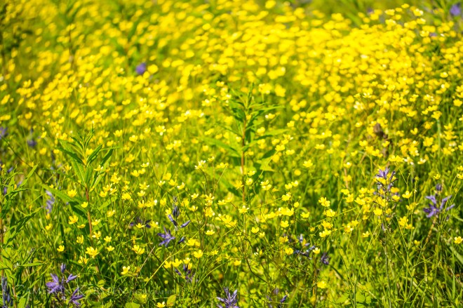 TNC_YellowIsland-299