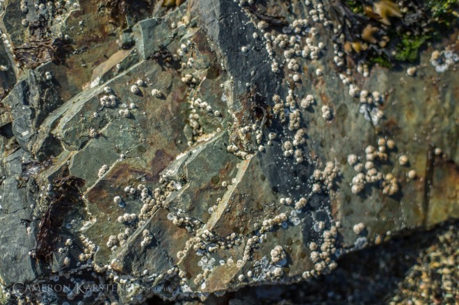 TNC_YellowIsland-384