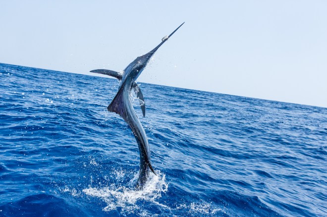 Grundens recreational sportfishing clothing line in Guatemala