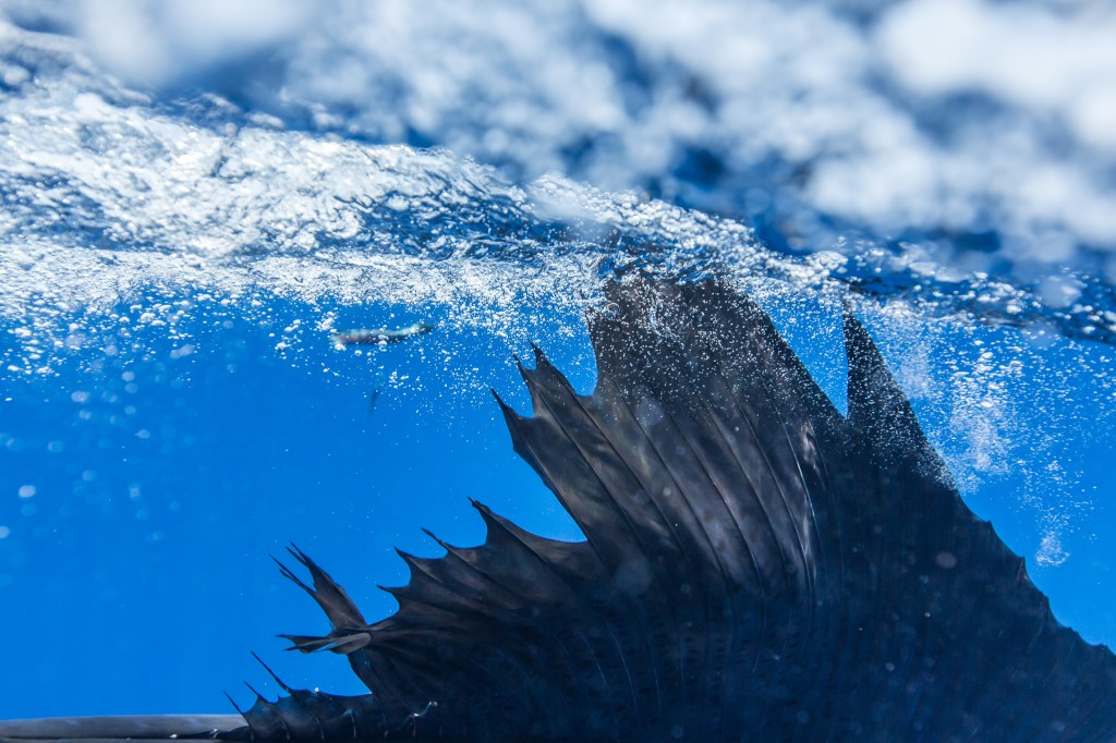 Grundens recreational sportfishing clothing line in Guatemala