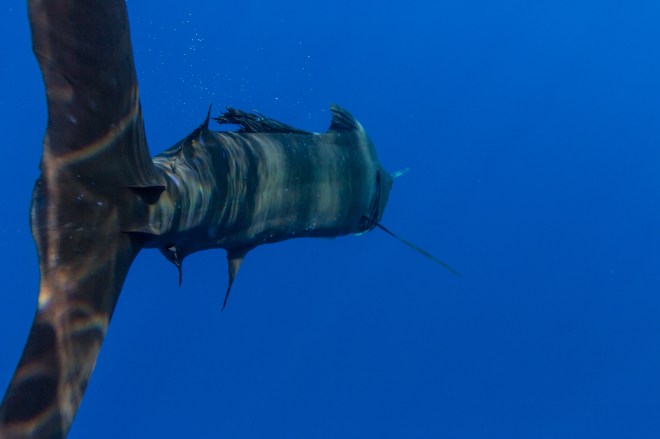 Grundens recreational sportfishing clothing line in Guatemala