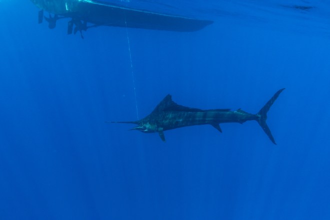 Grundens recreational sportfishing clothing line in Guatemala