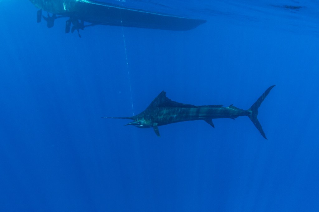 Grundens recreational sportfishing clothing line in Guatemala